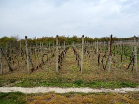 Zadní část vinohradu