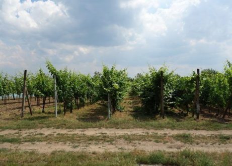 Prodej zahrady s vinohradem a lesem, 3 285 m² Břeclav, Ritopeky