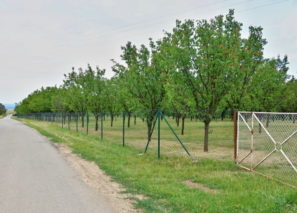 Prodej meruňkového sadu 7 761 m², Šitbořice