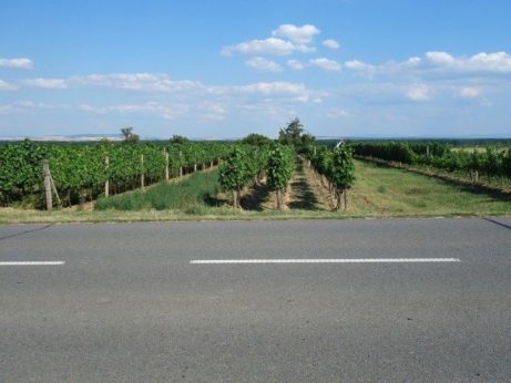 Vinohrad u silnice Tvrdonice - Týnec