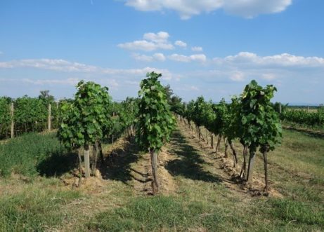 Prodej vinohradu a zahrady, 1 306 m², Tvrdonice