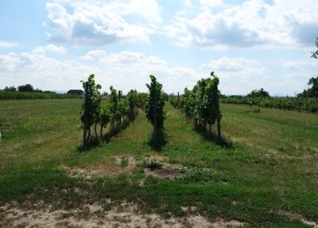 Prodej vinohradu 1 145 m², Týnec