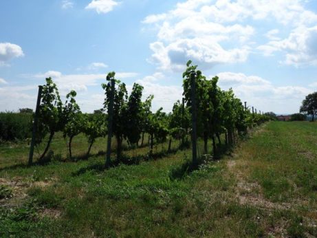 Levá přední část vinohradu